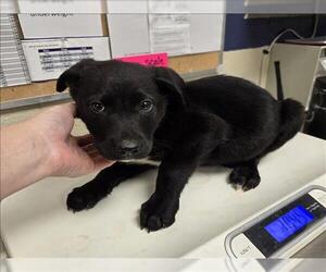 Labrador Retriever-Unknown Mix Dogs for adoption in Conroe, TX, USA