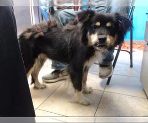 Border Collie Dogs for adoption in Houston, TX, USA