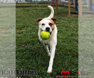 Labrador Retriever-Unknown Mix Dogs for adoption in Maryville, TN, USA
