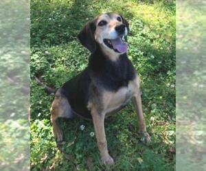 Black and Tan Coonhound Dogs for adoption in Lafayette, LA, USA