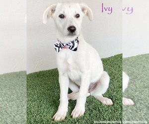Labrador Retriever-Unknown Mix Dogs for adoption in San Diego, CA, USA