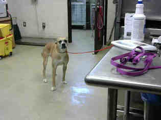 Boxer-Unknown Mix Dogs for adoption in Fayetteville, NC, USA