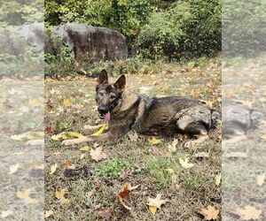 German Shepherd Dog-Unknown Mix Dogs for adoption in Brewster, NY, USA