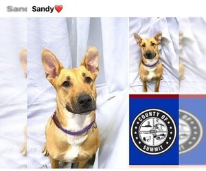 Carolina Dog Dogs for adoption in Akron, OH, USA