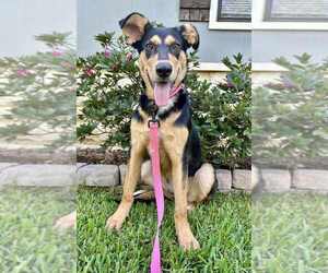 Mutt Dogs for adoption in FRAMINGHAM, MA, USA