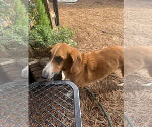 Basset Hound-Unknown Mix Dogs for adoption in Hilton Head, SC, USA