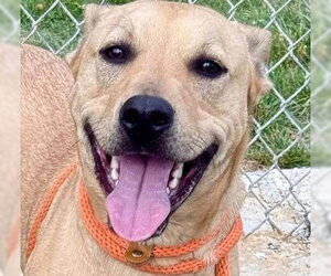 Mutt Dogs for adoption in Canton, CT, USA