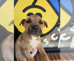 Mutt Dogs for adoption in Candler, NC, USA