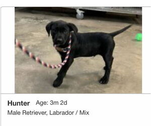 Labrador Retriever-Unknown Mix Dogs for adoption in New Orleans, LA, USA