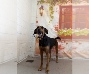 Doberman Pinscher-Unknown Mix Dogs for adoption in San Bernardino, CA, USA
