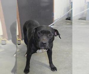 American Pit Bull Terrier-Unknown Mix Dogs for adoption in Camarillo, CA, USA