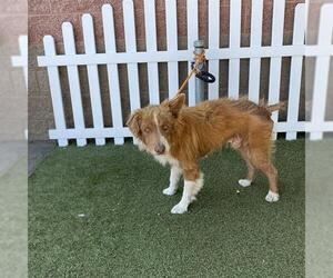 Border Collie-Unknown Mix Dogs for adoption in Modesto, CA, USA