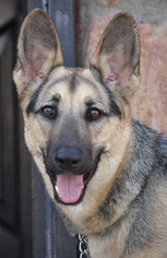 Medium Photo #1 German Shepherd Dog Puppy For Sale in Los Angeles, CA, USA