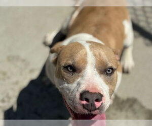 American Pit Bull Terrier-Unknown Mix Dogs for adoption in Tulsa, OK, USA