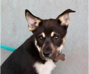 Border Collie-Huskies  Mix Dogs for adoption in Albuquerque, NM, USA