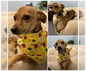 Chiweenie Dogs for adoption in Westminster, MD, USA