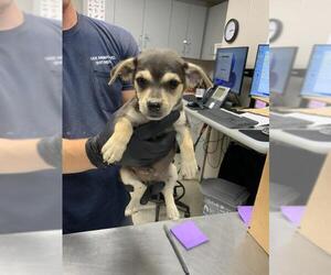 Chihuahua-Unknown Mix Dogs for adoption in Visalia, CA, USA