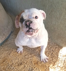 Bulldog-Unknown Mix Dogs for adoption in Templeton, CA, USA