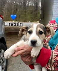 Medium Photo #1 Alaskan Husky-Unknown Mix Puppy For Sale in Newark, DE, USA