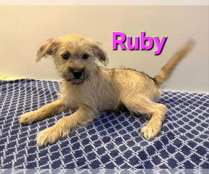 Shih Tzu-Unknown Mix Dogs for adoption in Modesto, CA, USA