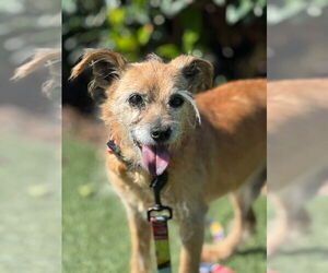 Norfolk Terrier-Unknown Mix Dogs for adoption in Newport Beach, CA, USA