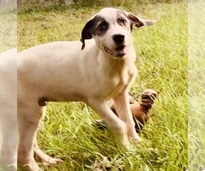 Catahoula Leopard Dog-Pointer Mix Dogs for adoption in Bristol, CT, USA
