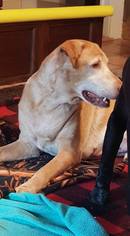 Labrador Retriever Dogs for adoption in Seahurst, WA, USA