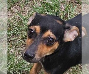 Schweenie Dogs for adoption in Wakefield, RI, USA