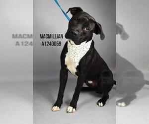 American Pit Bull Terrier Dogs for adoption in Bakersfield, CA, USA