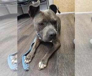 American Staffordshire Terrier Dogs for adoption in San Antonio, TX, USA