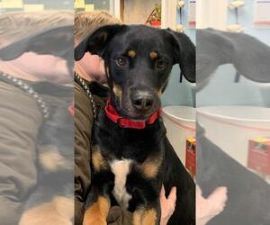 Labrottie Dogs for adoption in Rustburg, VA, USA