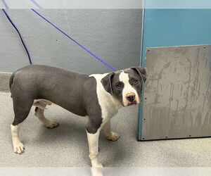 American Pit Bull Terrier-Unknown Mix Dogs for adoption in Las Vegas, NV, USA