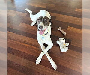 German Shorthaired Pointer Dogs for adoption in Menlo Park, CA, USA