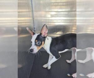 Chihuahua-Unknown Mix Dogs for adoption in San Antonio, TX, USA