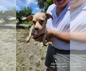Chihuahua Dogs for adoption in San Antonio, TX, USA