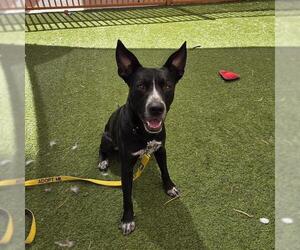 Border Collie-Unknown Mix Dogs for adoption in Las Vegas, NV, USA