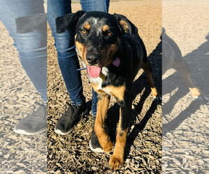 Catahoula Leopard Dog Dogs for adoption in Sandy, UT, USA