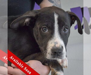 Great Dane-Labrador Retriever Mix Dogs for adoption in Huntley, IL, USA