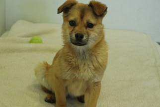 Small Pekingese-Pembroke Welsh Corgi Mix