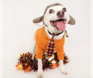 Chihuahua-Unknown Mix Dogs for adoption in phoenix, AZ, USA