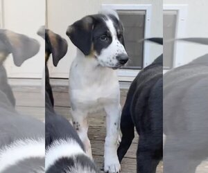 Borador Dogs for adoption in Crossville, AL, USA