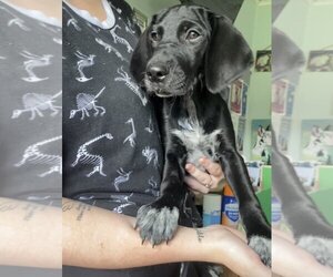 German Shorthaired Pointer-Retriever  Mix Dogs for adoption in Stroudsburg, PA, USA