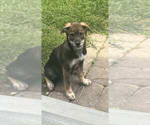 Australian Shepherd-Collie Mix Dogs for adoption in Mechanicsburg, PA, USA