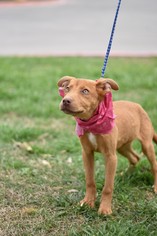 Medium Photo #1 American Pit Bull Terrier-Weimaraner Mix Puppy For Sale in Frisco, TX, USA
