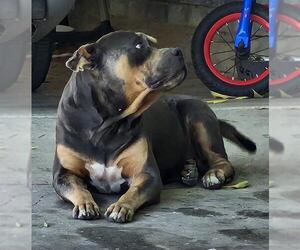 American Staffordshire Terrier Dogs for adoption in San Antonio, TX, USA