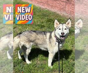 Siberian Husky-Unknown Mix Dogs for adoption in Forestville, MD, USA