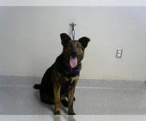 Border Collie-Unknown Mix Dogs for adoption in Pasadena, TX, USA