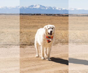 Great Pyrenees Dogs for adoption in PEYTON, CO, USA