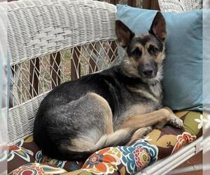 German Shepherd Dog-Unknown Mix Dogs for adoption in Mechanicsburg, PA, USA