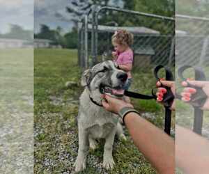 Anatolian Shepherd-Labrador Retriever Mix Dogs for adoption in Scottsboro, AL, USA